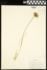 Allium canadense var. mobilense image