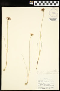 Allium canadense var. mobilense image