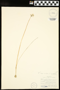 Allium canadense var. mobilense image