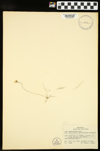 Utricularia gibba image