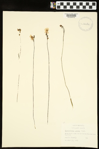 Utricularia juncea image