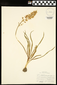 Camassia scilloides image