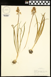 Camassia scilloides image