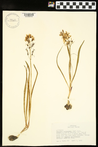 Camassia scilloides image