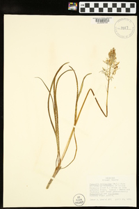 Camassia scilloides image