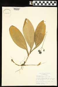 Clintonia borealis image