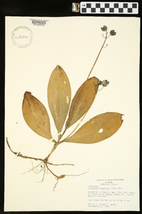 Clintonia borealis image