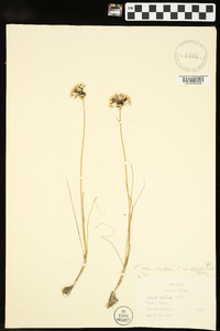 Allium canadense var. mobilense image