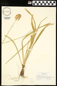 Amianthium muscitoxicum image