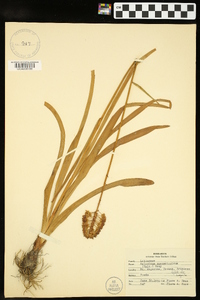 Amianthium muscitoxicum image