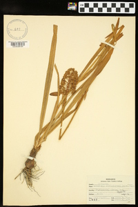 Amianthium muscitoxicum image