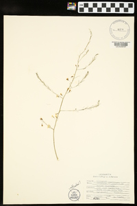 Asparagus officinalis image