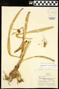 Hymenocallis liriosme image