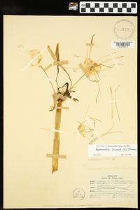 Hymenocallis liriosme image