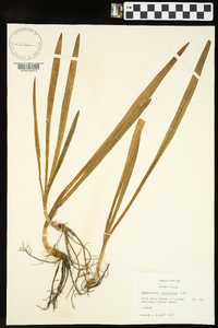 Hymenocallis crassifolia image