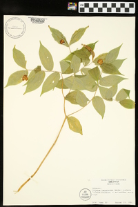 Disporum lanuginosum image