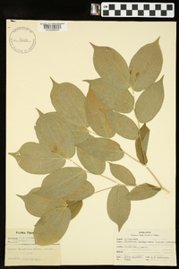 Disporum lanuginosum image