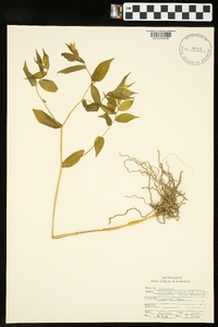 Disporum lanuginosum image