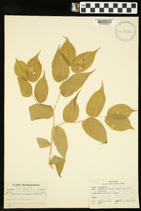 Disporum lanuginosum image