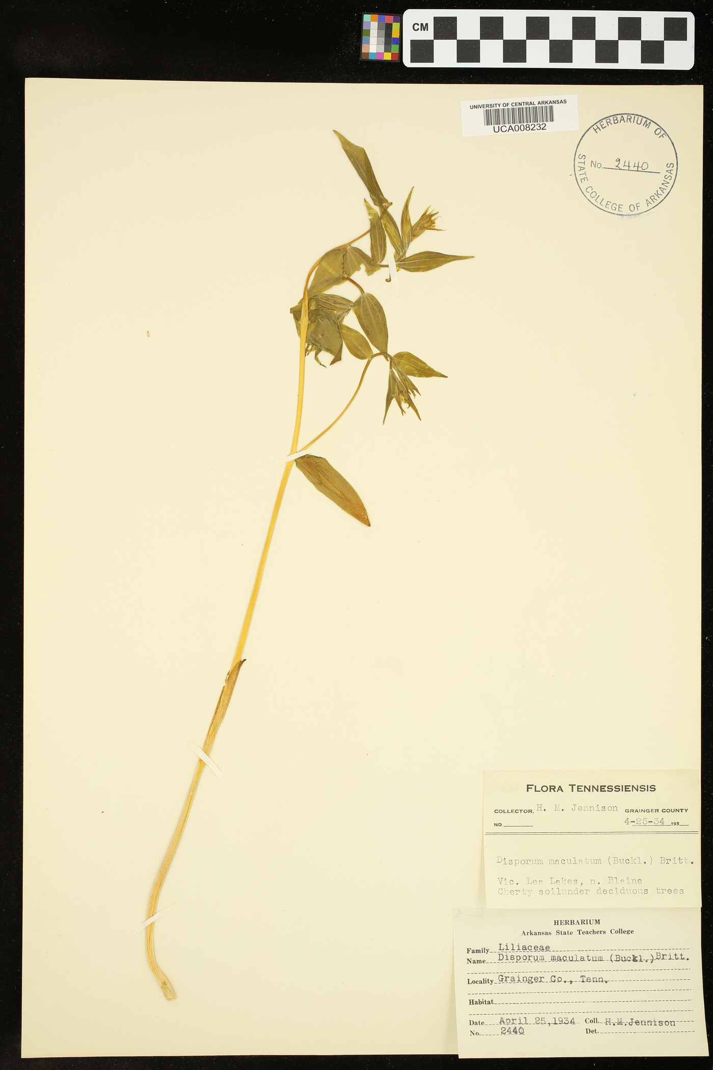 Disporum maculatum image