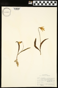 Erythronium albidum image