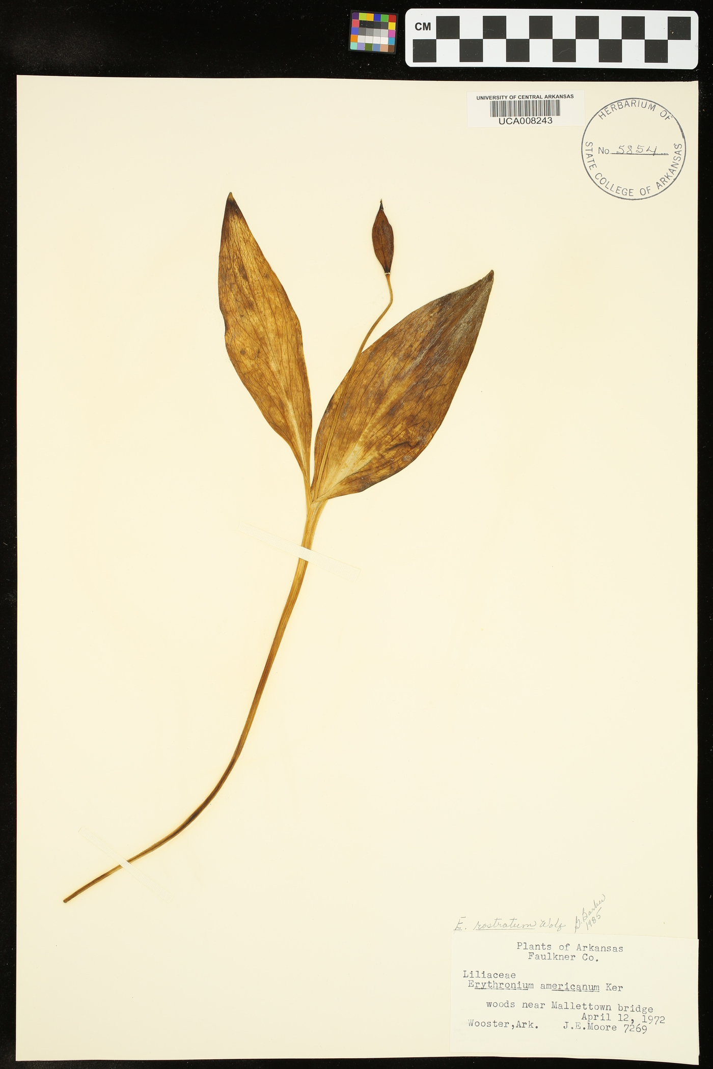 Erythronium rostratum image
