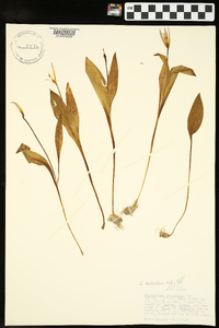 Erythronium rostratum image