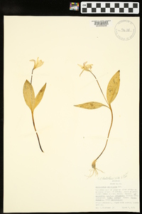 Erythronium rostratum image