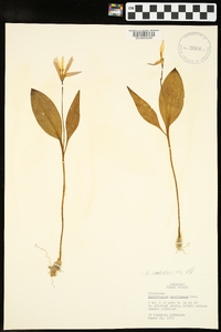 Erythronium rostratum image