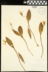 Erythronium rostratum image