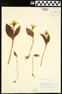 Erythronium rostratum image