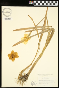 Narcissus pseudonarcissus image