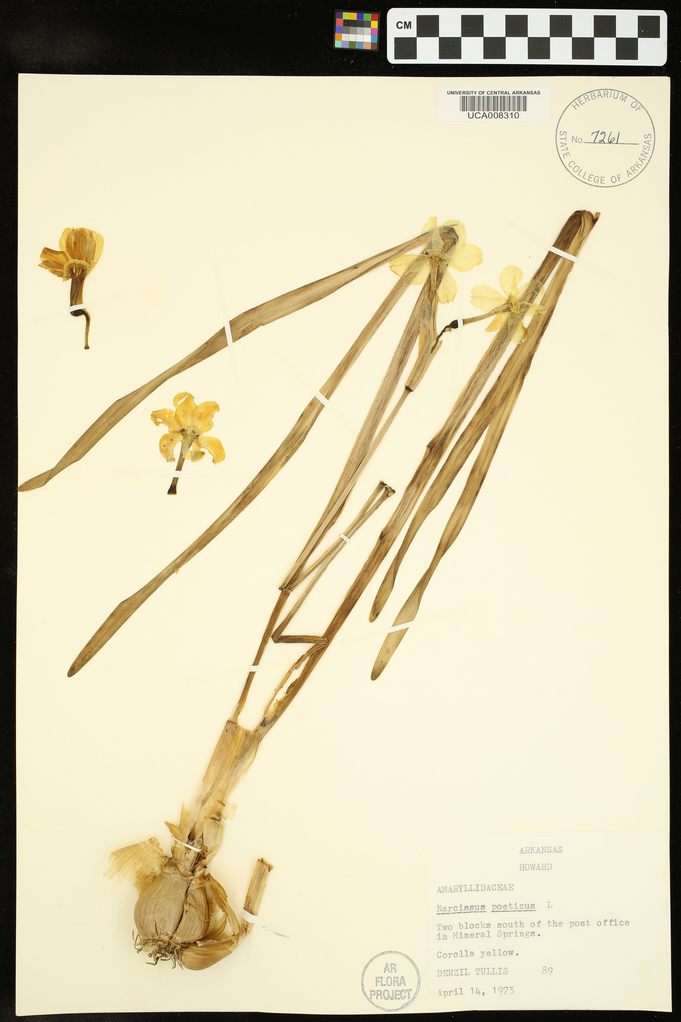 Narcissus poeticus image