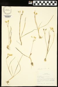 Nothoscordum bivalve image