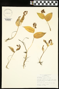 Maianthemum canadense image