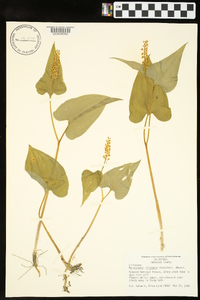 Maianthemum dilatatum image