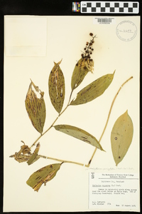 Maianthemum paniculatum image