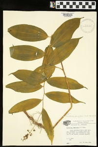 Maianthemum paniculatum image