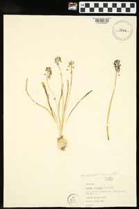 Muscari botryoides image