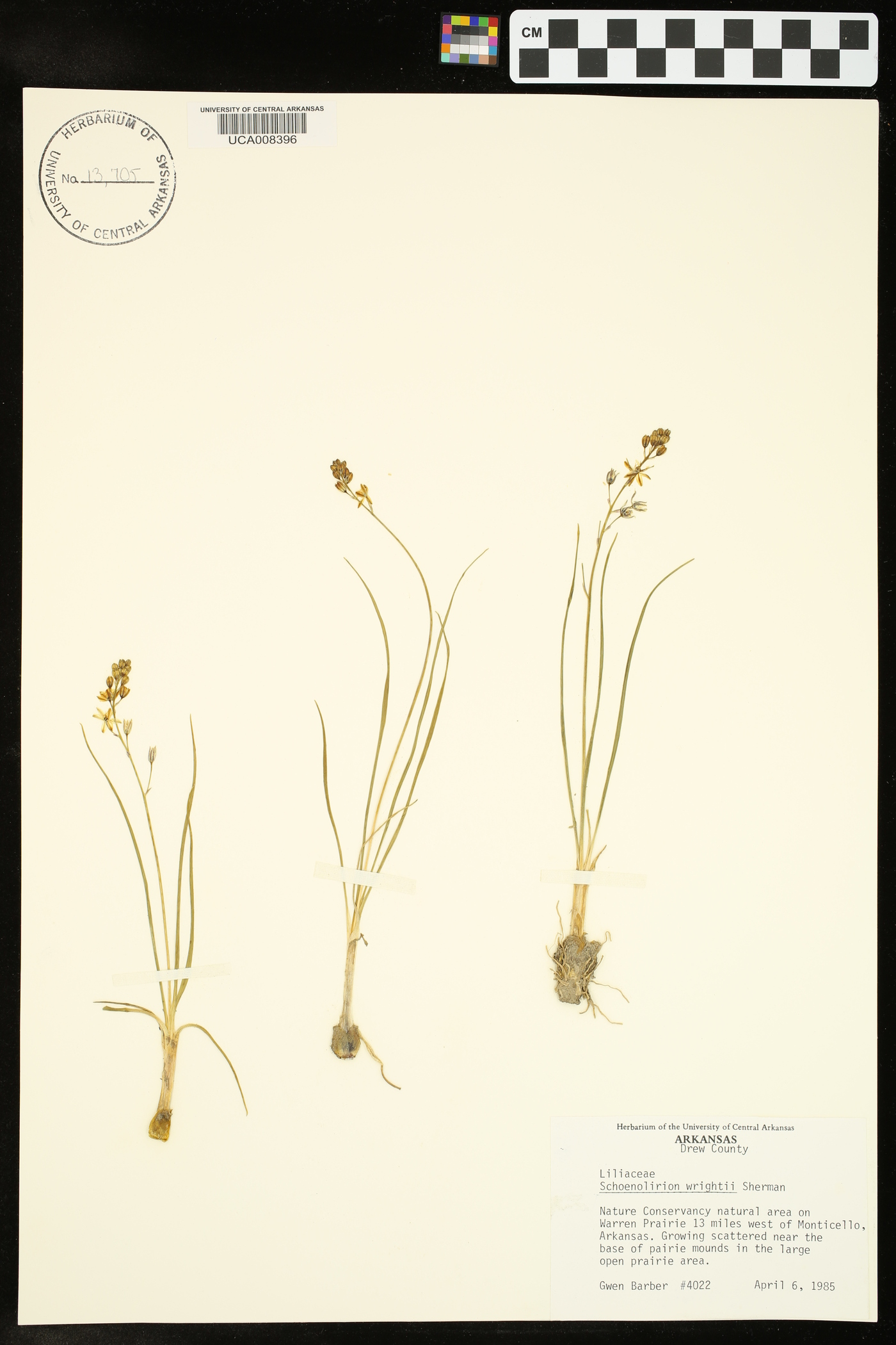 Schoenolirion wrightii image