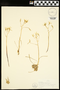 Ornithogalum umbellatum image