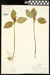 Trillium recurvatum image