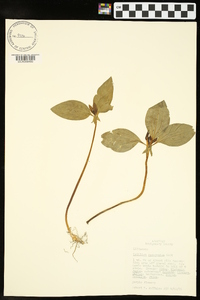 Trillium recurvatum image