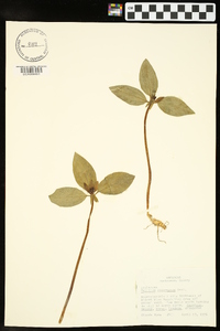 Trillium recurvatum image