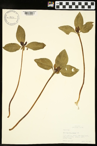 Trillium recurvatum image