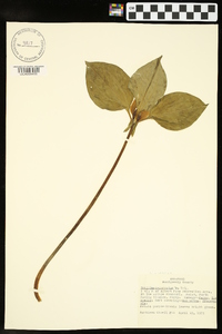 Trillium recurvatum image