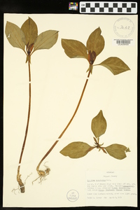 Trillium recurvatum image