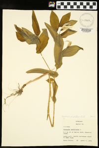 Uvularia grandiflora image