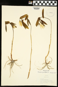 Uvularia grandiflora image