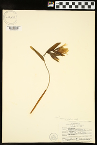 Uvularia grandiflora image